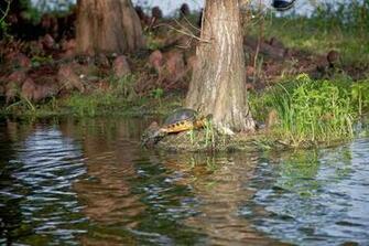 Miami Florida Nature Wallpaper Desktop