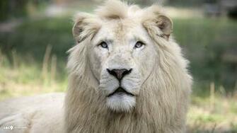 White Lion Background