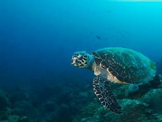 Deep Ocean Wallpaper HD
