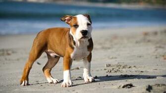Pitbull Wallpaper Click To Pictures Pin