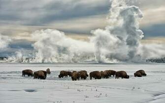 Yellowstone National Park Computer Wallpaper Desktop Background