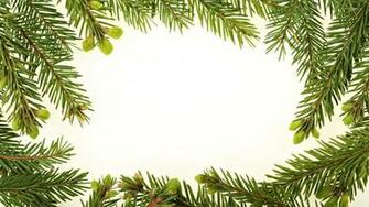 Fir Branches Wallpaper Holiday