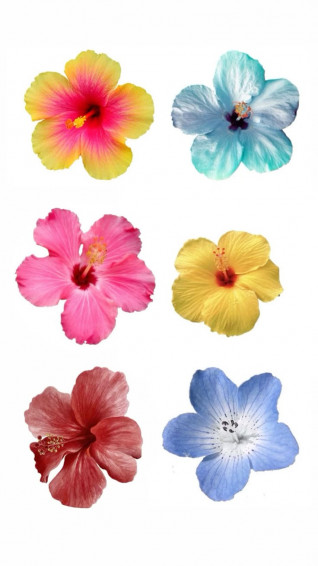 Hibiscus Flowers In Wallpaper