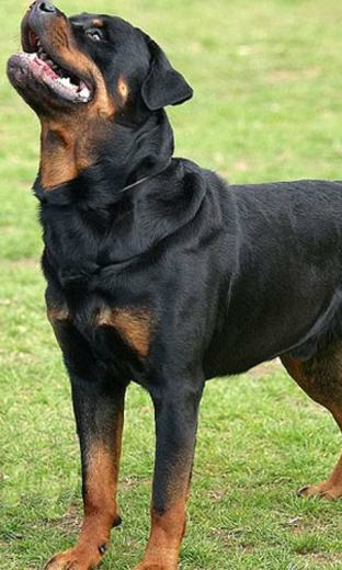 Rottweiler Dog X Kb Jpeg HD Wallpaper