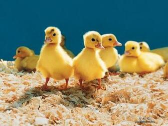 Farm Animals Collection Domestic Wallpaper