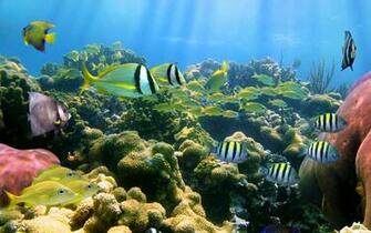 Coral Reef Fish High Quality And Resolution Wallpaper