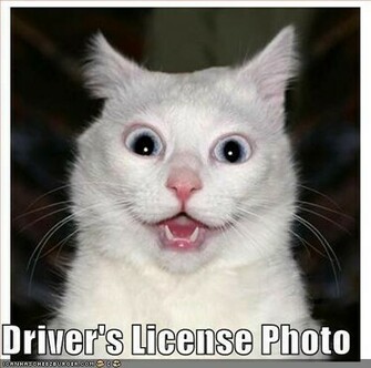 Lol Cats Photo