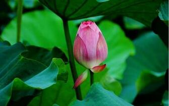 Beautiful Wallpaper For Desktop Lotus HD