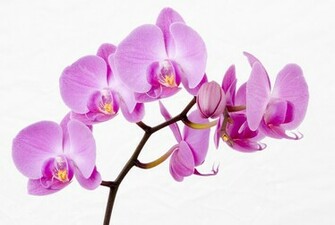 Wallpaper White Pink Lilac Purple Orchid Beautiful Mauve