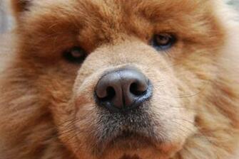 Chow HD Wallpaper