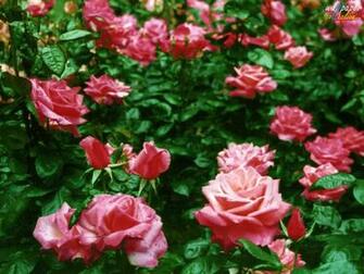 Flowers Wallpaper Desktop Themes And Screensavers Birds