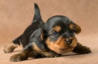 Yorkshire Terrier Puppies Yorkie Wallpaper