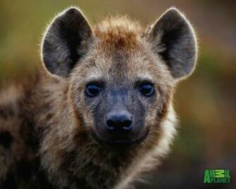 Recent Hyena Image Gsfdcy