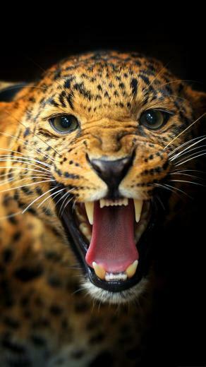Leopard Wallpaper Screensaver Pre Id