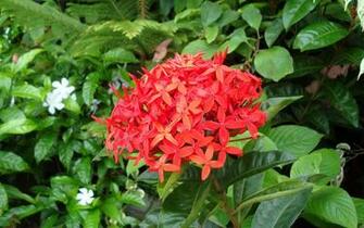 Wallpaper Tropical Flowers Pin Flower Picture