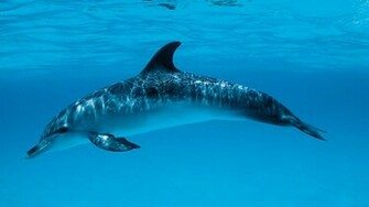 Wallpaper Pictures Of Dolphins Beautiful Dolphin Picture