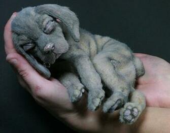 Puppies Weimaraner The Dog Wallpaper Best