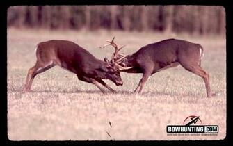 Bowhunting And Hunting Desktop Wallpaper