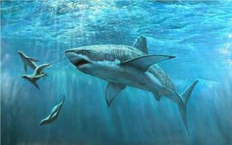 Shark Hunting Pc HD Wallpaper High Quality