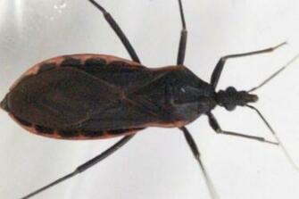 Kissing Bug Carrying Fatal Disease Ed In Illinois Cdc Says