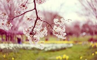 Flowers Spring Season Wallpaper Desktop With