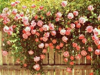 Rose Vintage Picture HD Desktop Background For Wallpaper