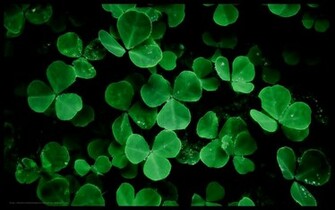 Clover Wallpaper HD Tops