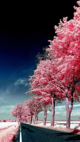 All iPhone Wa On Wallpaper