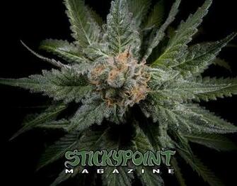 Sticky Point Magazine HD Weed Wallpaper