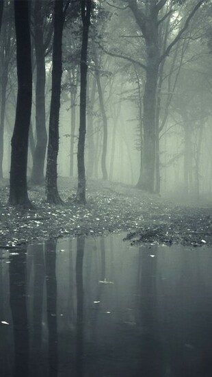 Creepy Dark Forest Wallpaper iPhone