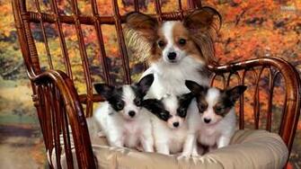 Papillon Wallpaper