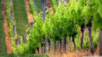 Grape Vines Wallpaper