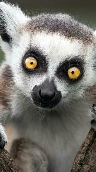 4k Lemur Wallpaper High Quality