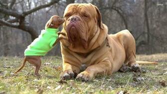 Types Of Bullmastiff Dogs High Resolution Wallpaper
