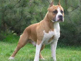 Brown And White Pitbull HD Wallpaper Pic All About
