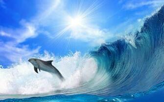 Wallpaper Cat Shark For Desktop