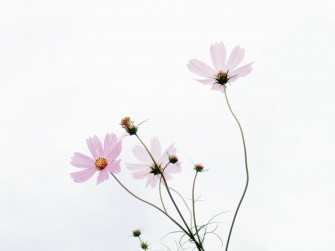 Minimalist Flower Computer Wallpaper