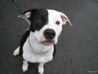 Cute Pitbull Dog Wallpaper Anglerz