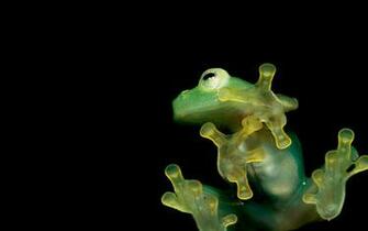 Frog Computer Wallpaper Desktop Background