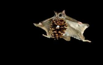 Wallpaper Flight Night Protein Bump Flying Squirrel Image For