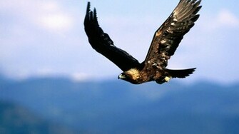 Golden Eagle 1080p HD Wallpaper Source
