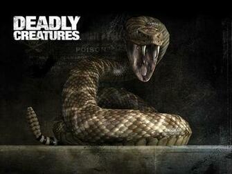 Rattlesnake Wallpaper