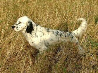 Englsih Setter Bird Hunting Wallpaper Dogs Cabins