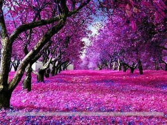Purple Path Imagepk