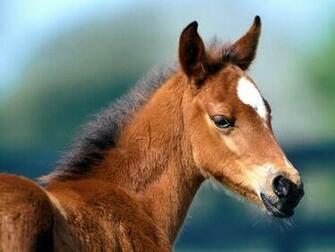 Cute Horse Wallpaper HD Pw