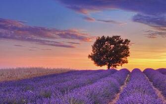 At Sunset Valensole Alpes De Haute Provence France HD Wallpaper