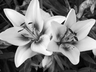 Fantastic Black And White Wallpaper