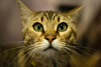 Bengal Cat Close Up Wallpaper And Image