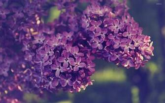Lilac Wallpaper Flower