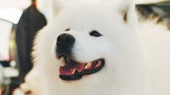 Wallpaper Samoyed Dog White Fluffy Cute